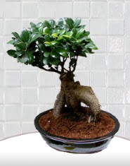 saks iei japon aac bonsai  zmir ieki ucuz iek gnder 