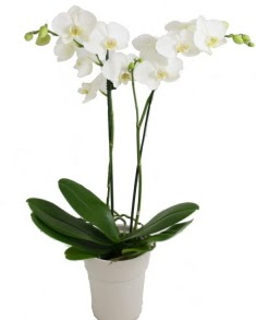 2 dall beyaz orkide  zmir ieki nternetten iek siparii 