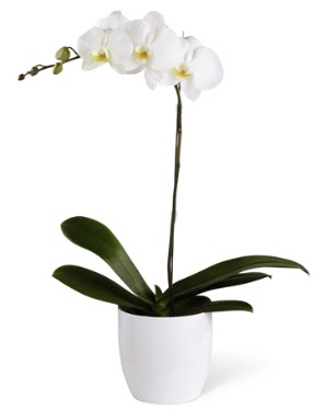 1 dall beyaz orkide  zmir ieki iek gnderme sitemiz gvenlidir 