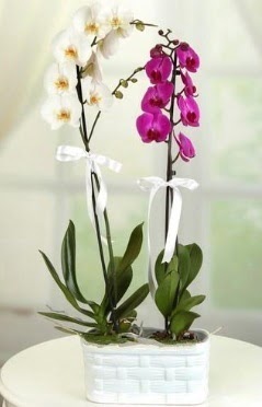 1 mor 1 dal beyaz thal orkide sepet ierisinde  zmir ieki iek , ieki , iekilik 