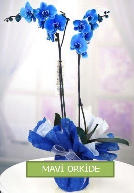 2 dall mavi orkide  zmir ieki iek maazas , ieki adresleri 