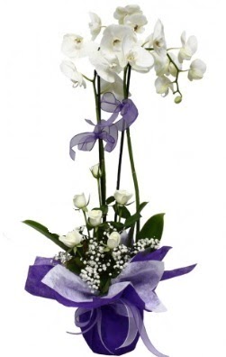 2 dall beyaz orkide 5 adet beyaz gl  zmir ieki hediye sevgilime hediye iek 