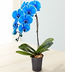 1 dall sper esiz mavi orkide  zmir ieki iek , ieki , iekilik 