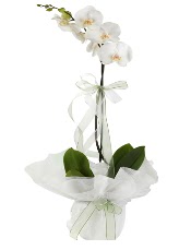 1 dal beyaz orkide iei  zmir ieki gvenli kaliteli hzl iek 