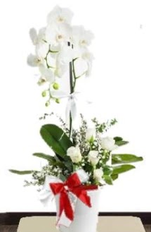 Tek dall beyaz orkide 5 beyaz gl  zmir ieki iek online iek siparii 