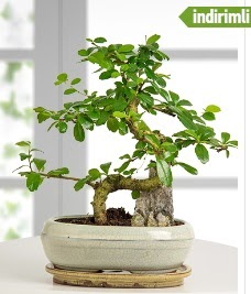 S eklinde ithal gerek bonsai japon aac  zmir ieki iek servisi , ieki adresleri 
