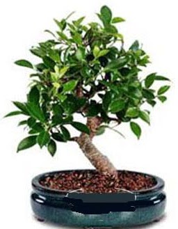 5 yanda japon aac bonsai bitkisi  zmir ieki iek yolla 