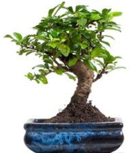 5 yanda japon aac bonsai bitkisi  zmir ieki cicekciler , cicek siparisi 