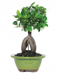 5 yanda japon aac bonsai bitkisi  zmir ieki online ieki , iek siparii 