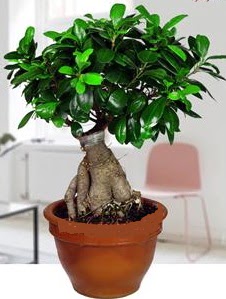 5 yanda japon aac bonsai bitkisi  zmir ieki yurtii ve yurtd iek siparii 