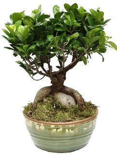 Japon aac bonsai saks bitkisi  zmir ieki iekiler 