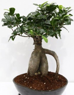 Japon aac bonsai saks bitkisi  zmir ieki iek siparii vermek 