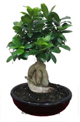 Japon aac bonsai saks bitkisi  zmir ieki 14 ubat sevgililer gn iek 