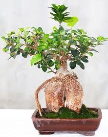 Japon aac bonsai saks bitkisi  zmir ieki 14 ubat sevgililer gn iek 