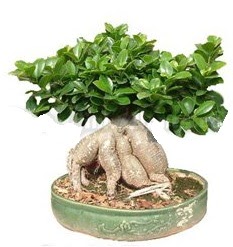 Japon aac bonsai saks bitkisi  zmir ieki online iek gnderme sipari 