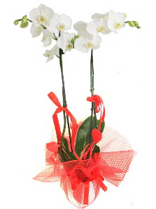 2 dall beyaz orkide bitkisi  zmir ieki nternetten iek siparii 