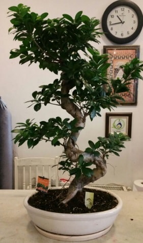 100 cm yksekliinde dev bonsai japon aac  zmir ieki iekiler 