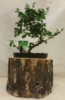 Doal ktk iinde bonsai japon aac  zmir ieki iekiler 