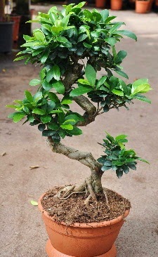 Orta boy bonsai saks bitkisi  zmir ieki kaliteli taze ve ucuz iekler 