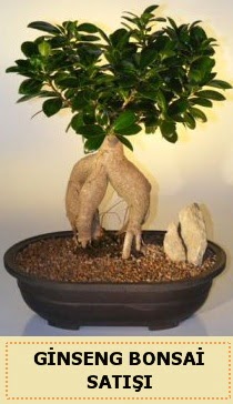 thal Ginseng bonsai sat japon aac  zmir ieki iek online iek siparii 