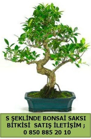 thal S eklinde dal erilii bonsai sat  zmir ieki online iek gnderme sipari 