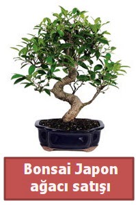 Japon aac bonsai sat  zmir ieki iek online iek siparii 