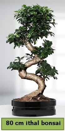 80 cm zel saksda bonsai bitkisi  zmir ieki cicek , cicekci 