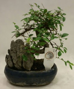 thal 1.ci kalite bonsai japon aac  zmir ieki cicekciler , cicek siparisi 