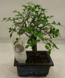 Minyatr ithal japon aac bonsai bitkisi  zmir ieki cicekciler , cicek siparisi 