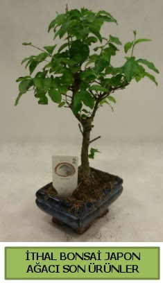 thal bonsai japon aac bitkisi  zmir ieki iek gnderme 