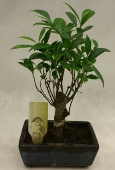 Japon aac bonsai bitkisi sat  zmir ieki cicek , cicekci 