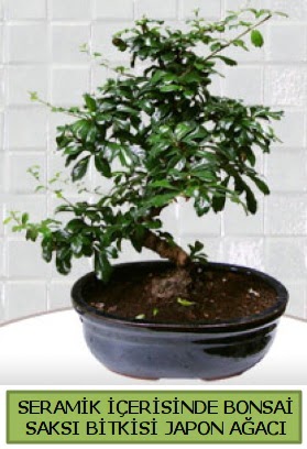 Seramik vazoda bonsai japon aac bitkisi  zmir ieki iek online iek siparii 