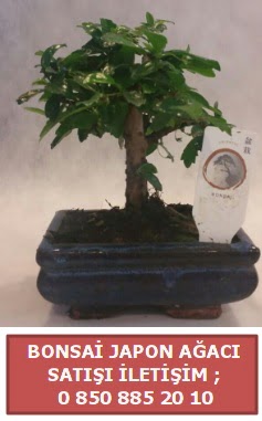 Japon aac minyar bonsai sat  zmir ieki cicekciler , cicek siparisi 
