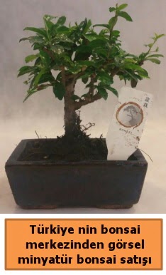 Japon aac bonsai sat ithal grsel  zmir ieki iek siparii vermek 