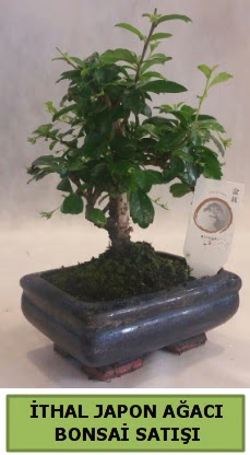 thal japon aac bonsai bitkisi sat  zmir ieki cicek , cicekci 