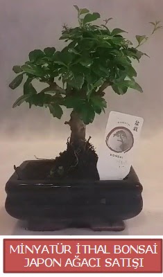 Kk grsel bonsai japon aac bitkisi  zmir ieki uluslararas iek gnderme 