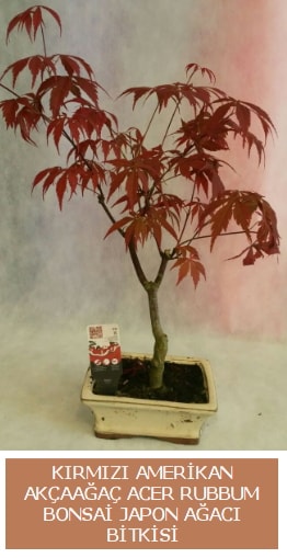 Amerikan akaaa Acer Rubrum bonsai  zmir ieki nternetten iek siparii 