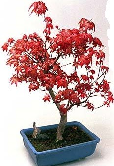 Amerikan akaaa bonsai bitkisi  zmir ieki iek siparii vermek 