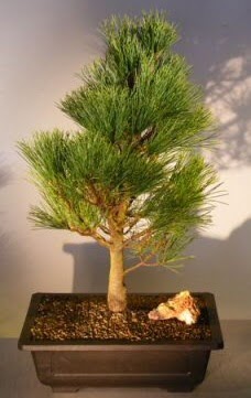 am aac japon aac bitkisi bonsai  zmir ieki cicek , cicekci 