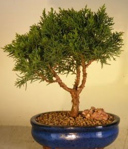 Servi am bonsai japon aac bitkisi  zmir ieki iek siparii vermek 