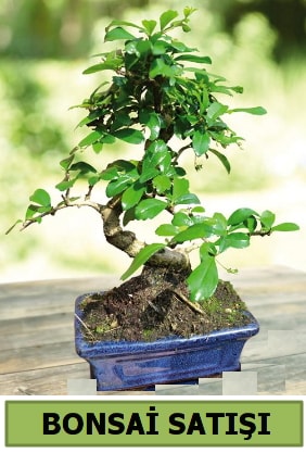 am bonsai japon aac sat  zmir ieki cicekciler , cicek siparisi 