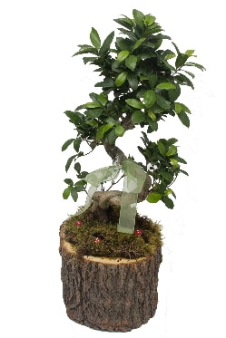 Doal ktkte bonsai saks bitkisi  zmir ieki iekiler 