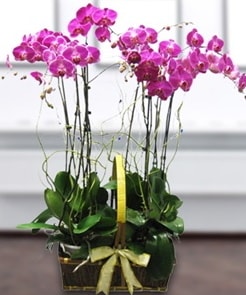 7 dall mor lila orkide  zmir ieki internetten iek siparii 
