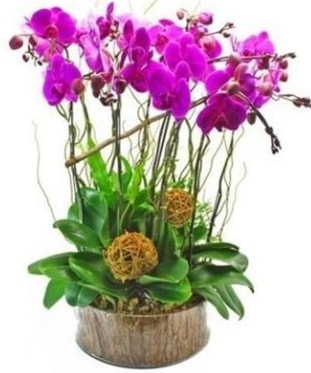 Ahap ktkte lila mor orkide 8 li  zmir ieki iek servisi , ieki adresleri 