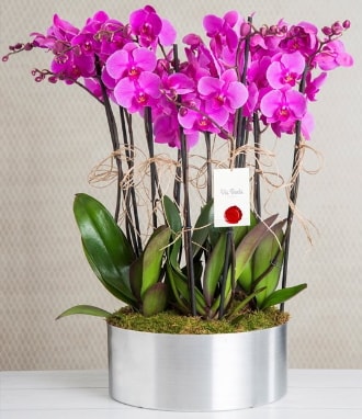 11 dall mor orkide metal vazoda  zmir ieki internetten iek siparii 