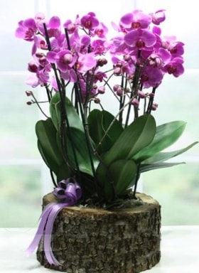Ktk ierisinde 6 dall mor orkide  zmir ieki 14 ubat sevgililer gn iek 