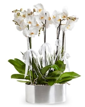 Be dall metal saksda beyaz orkide  zmir ieki iek siparii vermek 