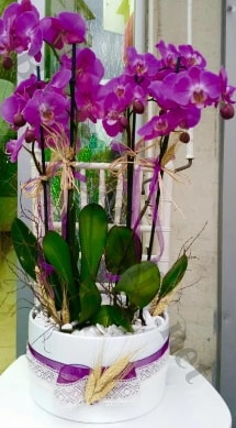 Seramik vazoda 4 dall mor lila orkide  zmir ieki yurtii ve yurtd iek siparii 
