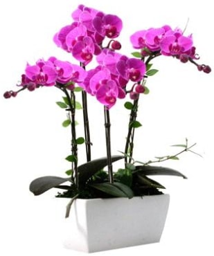 Seramik vazo ierisinde 4 dall mor orkide  zmir ieki cicekciler , cicek siparisi 