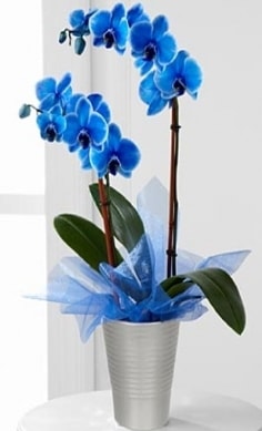 Seramik vazo ierisinde 2 dall mavi orkide  zmir ieki uluslararas iek gnderme 